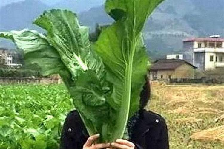 种菜用什么肥最好