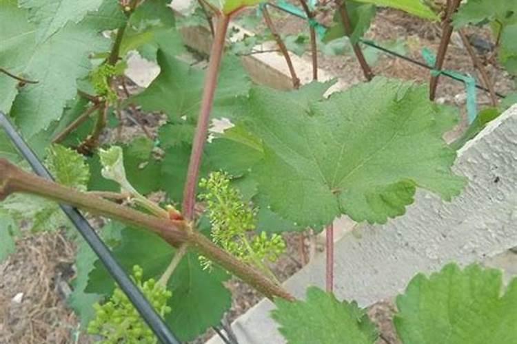 葡萄种植不同时期如何追肥 施肥注意事项