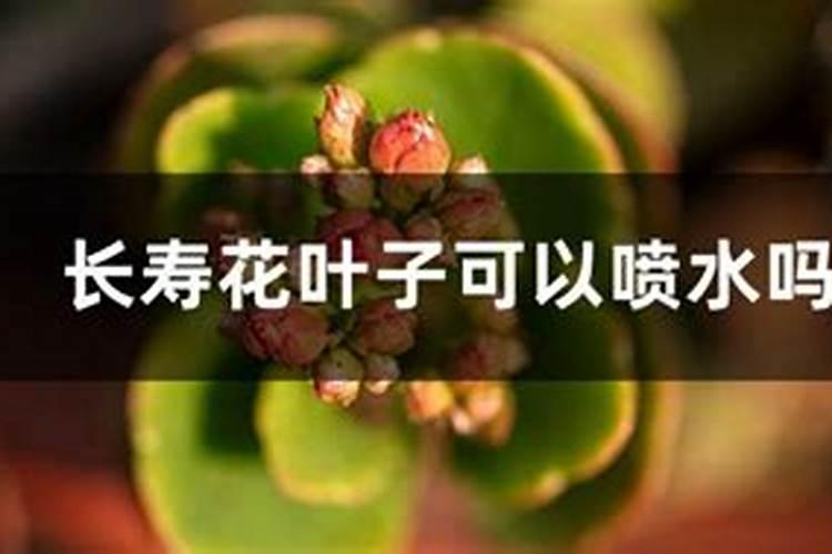 长寿花最好肥料施肥方法是什么