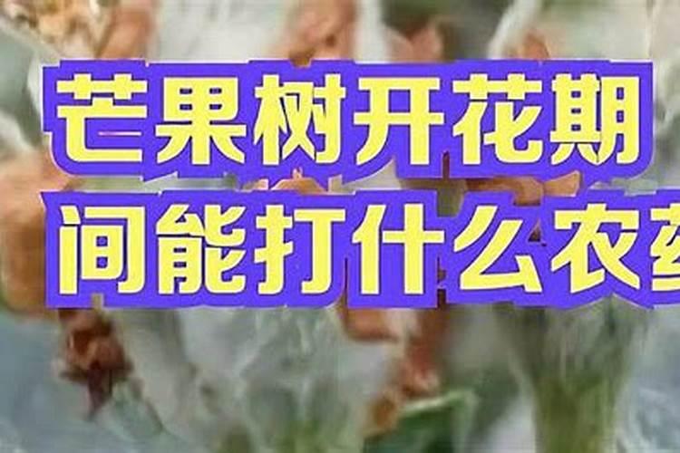 芒果花杆不红打什么药