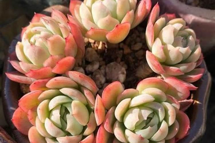 让多肉叶片肥厚施什么肥？