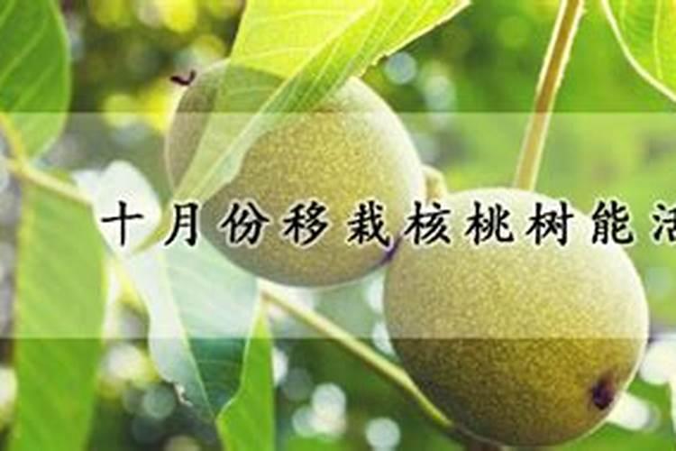 赣南脐橙10月份树上有果可以施冬肥吗？