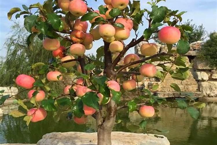 农历十月份苹果树施肥晚吗