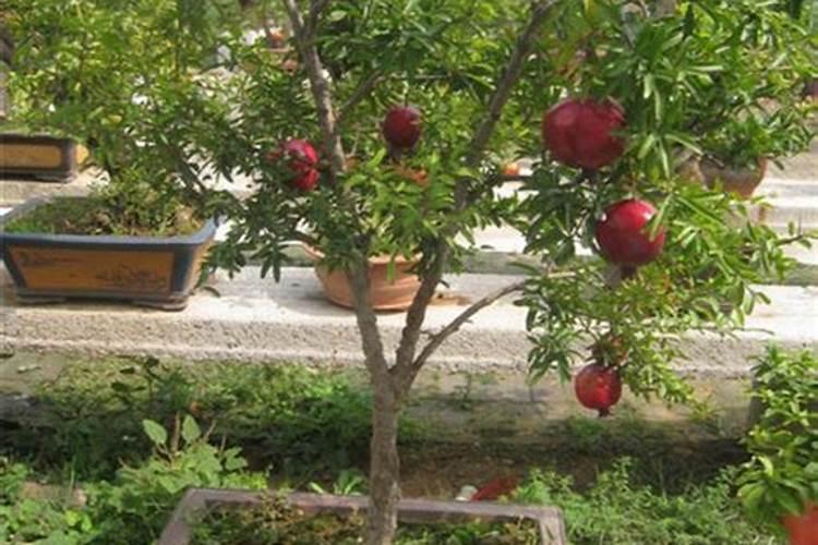 苹果用什么水溶肥好