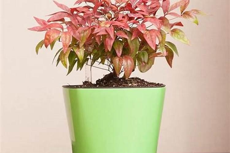 牡丹花喜肥吗？喜欢施什么肥料