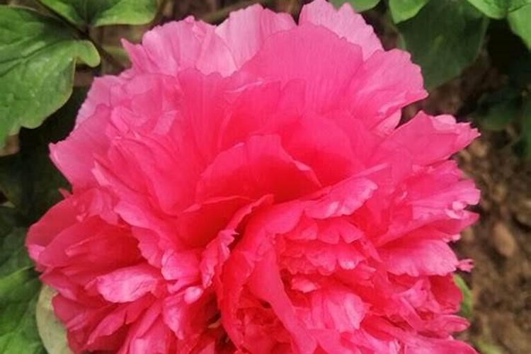 牡丹花什么时候施肥好