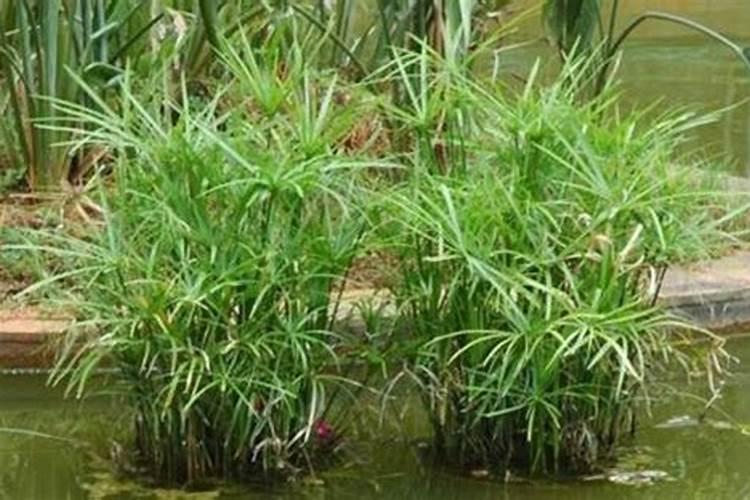 水竹施什么肥料