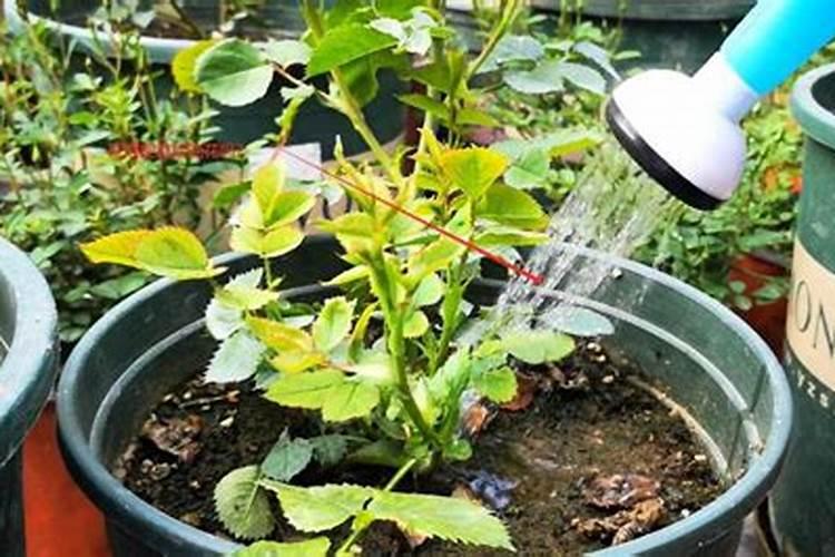 高钾肥适合浇什么花