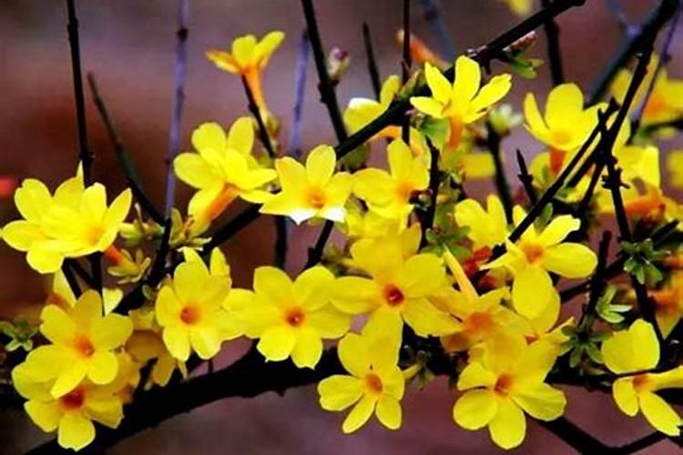 迎春花什么季节施肥