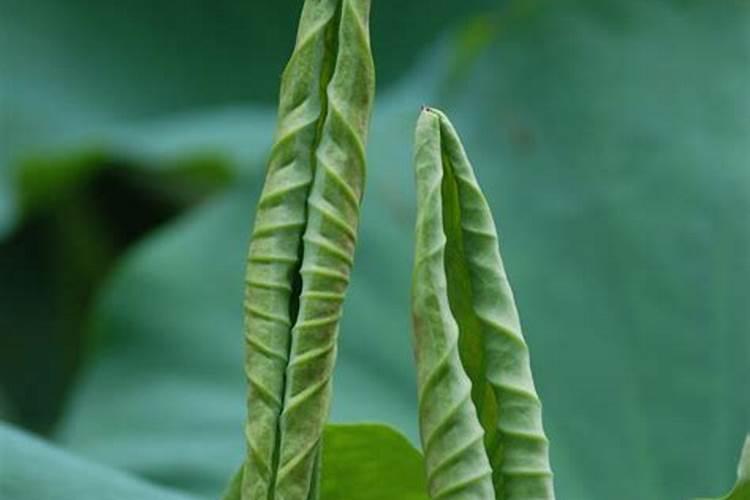 中国最好的叶面肥