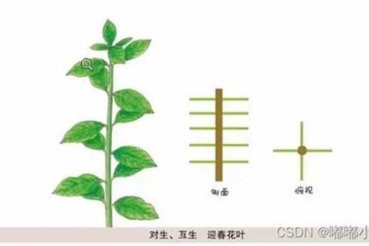 打玉米叶面肥用什么助剂好