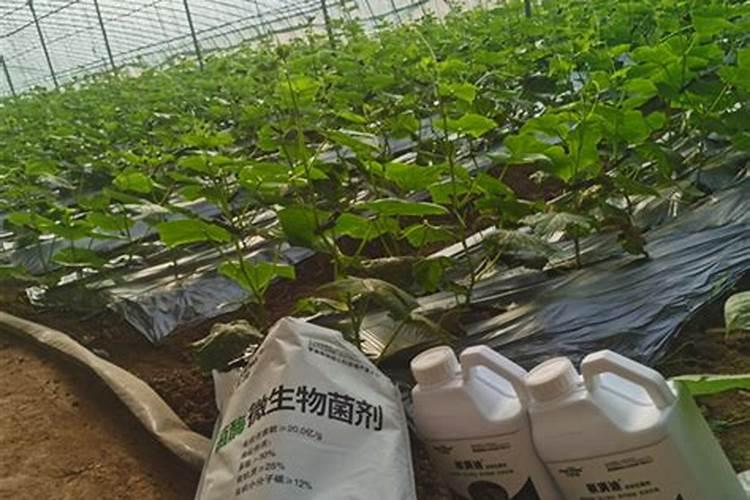 水溶肥的种类有哪些？怎么选择？