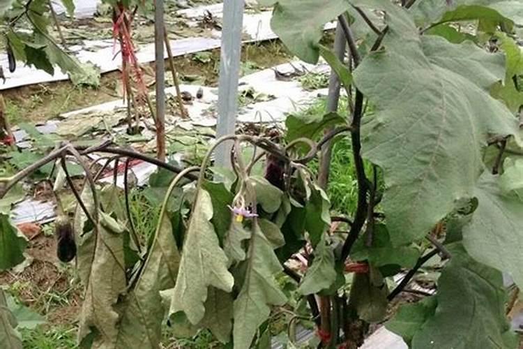 茄子肥害怎么办