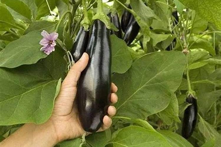 茄子肥害怎么办 茄子肥害怎么办