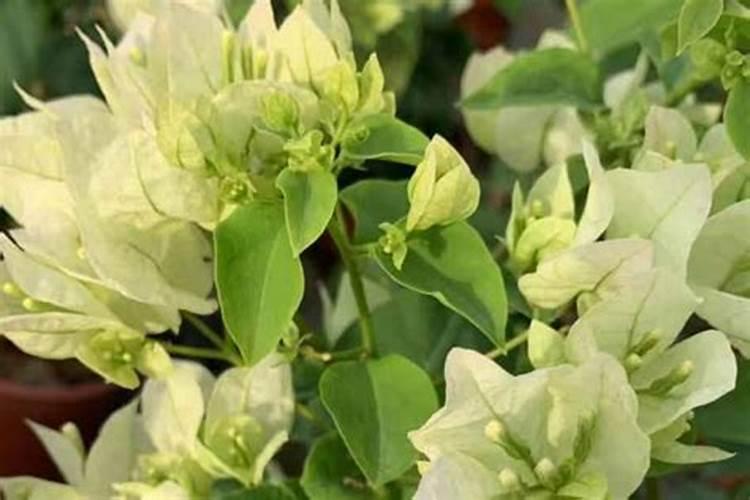 三角梅用什么肥料最好