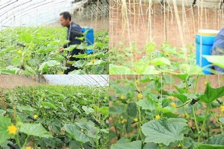 黄瓜打什么叶面肥好？黄瓜用什么冲施肥好能增产？黄瓜叶面肥用昆仑风