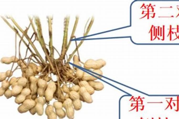 花生需要施什么肥结果多