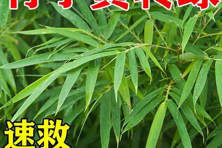 盆栽竹子黄叶怎么处理