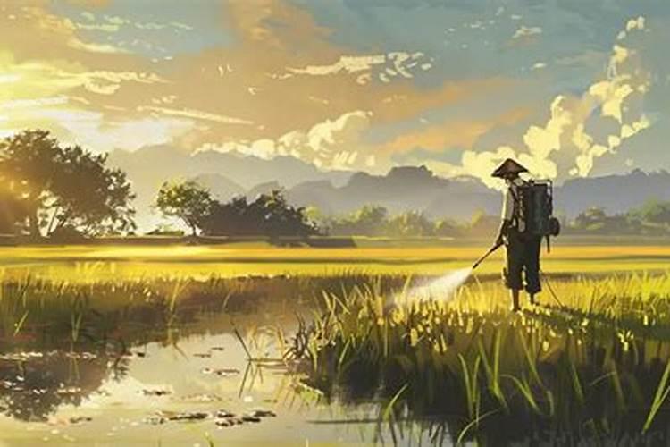 水稻施磷肥有什么作用