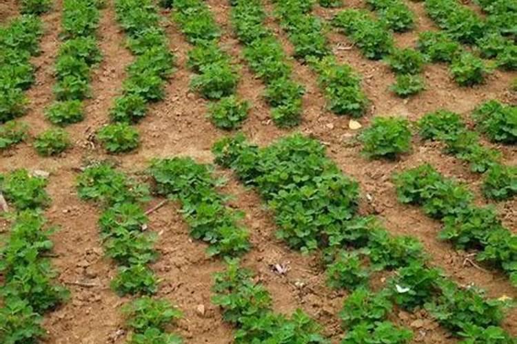 花生什么时候施肥料最佳时间