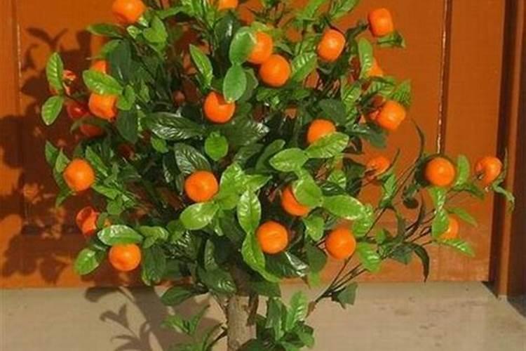 金桔用复合肥好吗