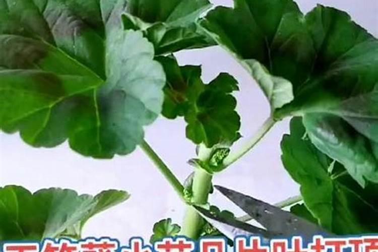 新买的天竺葵小苗怎么养