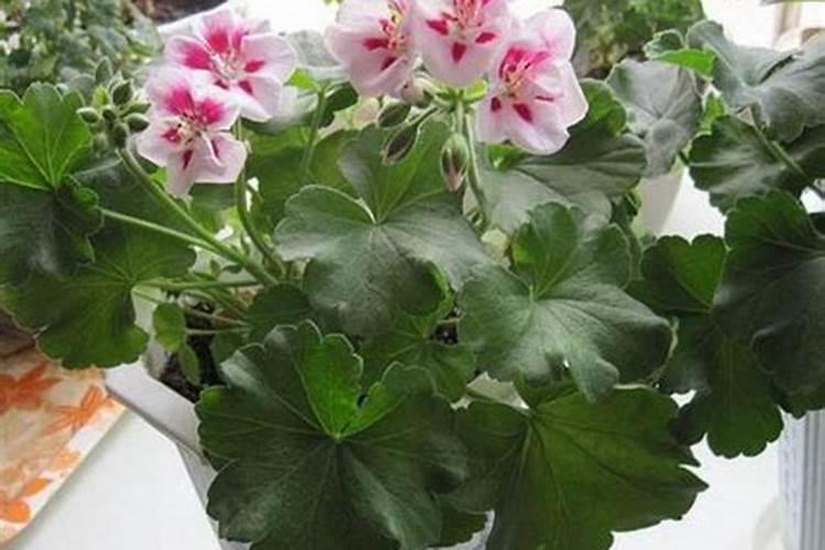 什么季节给天竺葵施肥