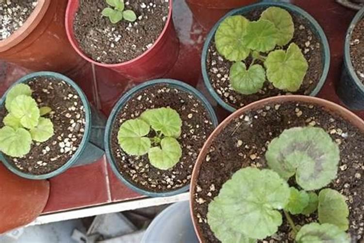 怎么让天竺葵小苗长得快？