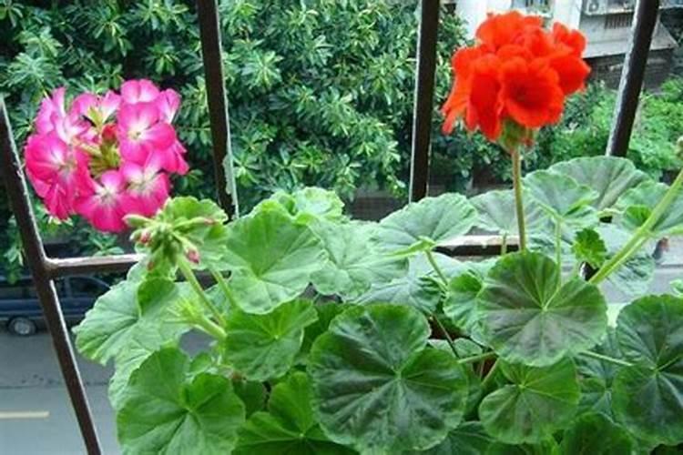 喜欢养天竺葵,学会几点施肥方法,苗壮开花多也不难,如何施肥好呢？