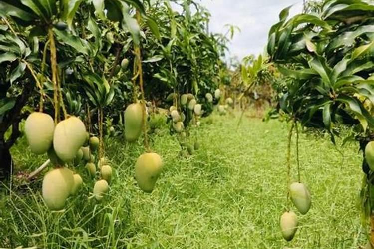 芒果施什么肥料有利于生长？芒果怎么施肥