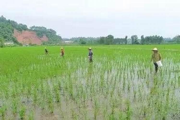 水稻分蘖期喷什么叶面肥好