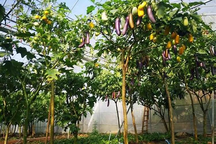 夏天移栽枸杞树发芽多少天可以见阳光？