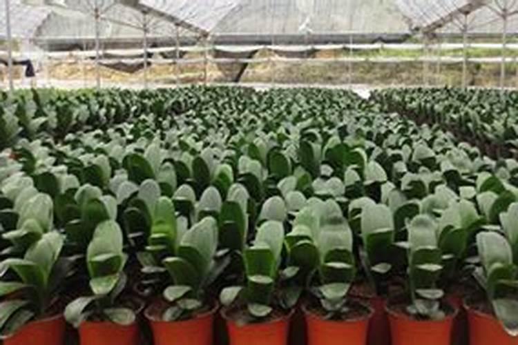 君子兰上盆多久可以施肥