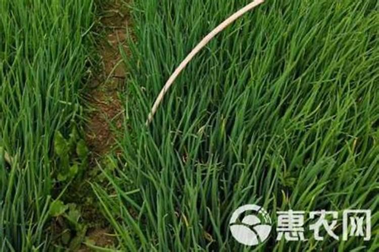 寒葱的种植方法和时间 冬季栽葱的时间及管理要点