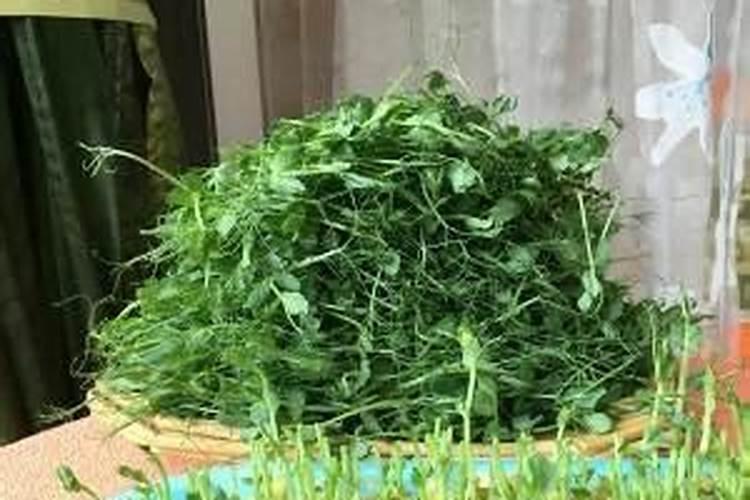 豌豆苗发芽出来什么时候施肥