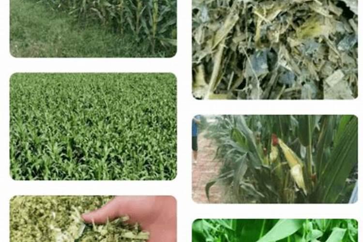 玉米9个叶儿打什么肥最好