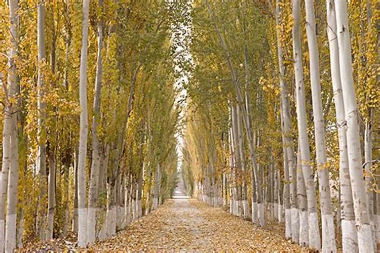 白杨树追肥用什么肥料好？