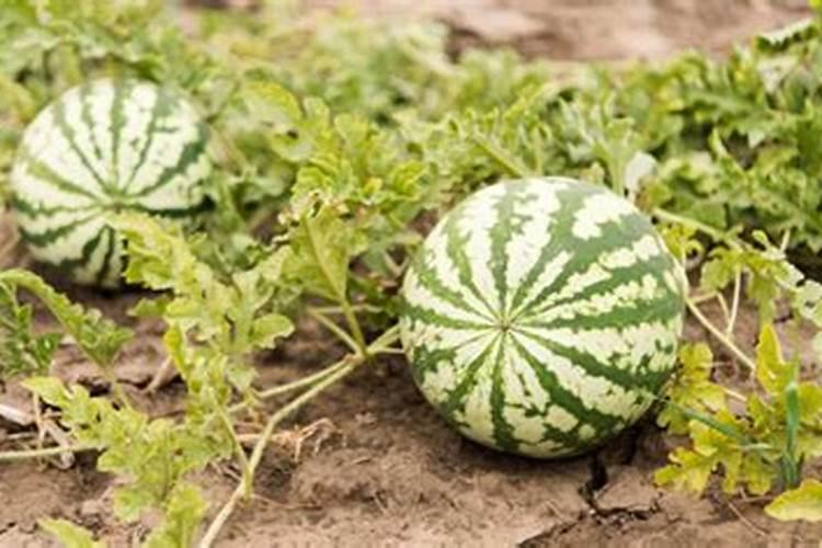 西瓜结果了需要施什么肥料