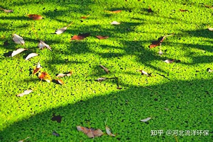 处理蓝藻腐殖酸钠过后需要什么