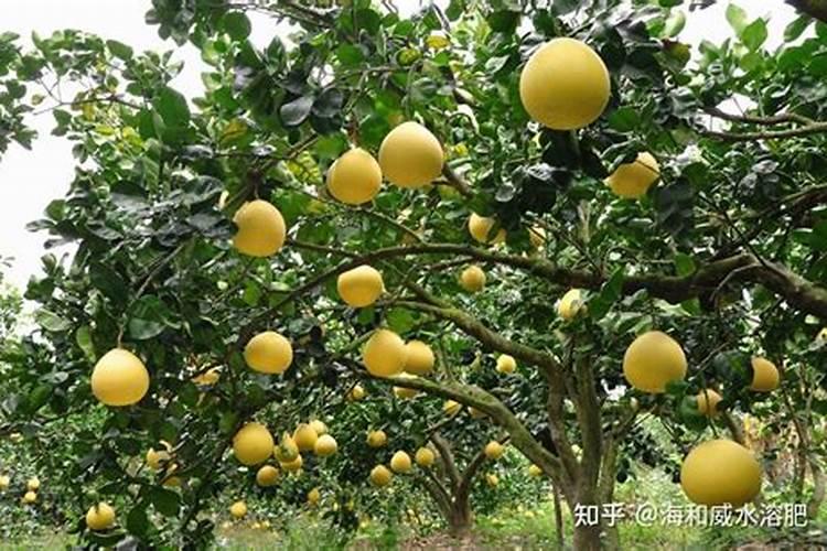 柚子开裂怎么解决和治疗