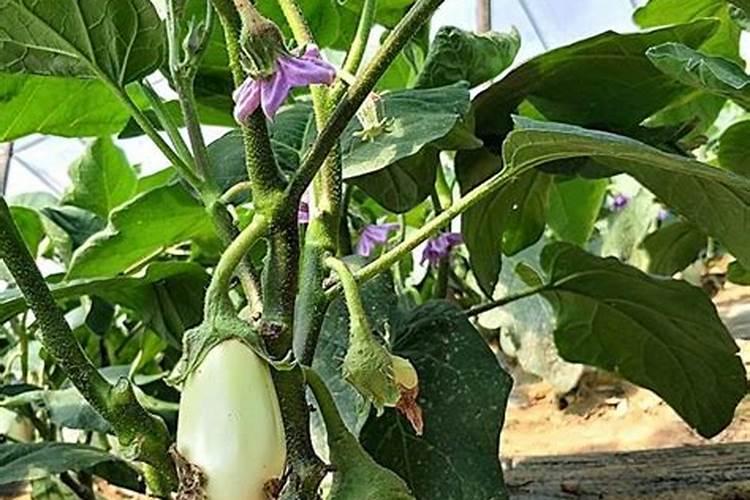 茄子栽后多长时间可以施肥