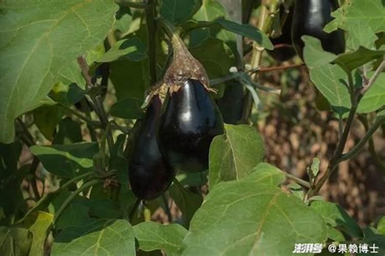 茄子移栽后多久可以施肥