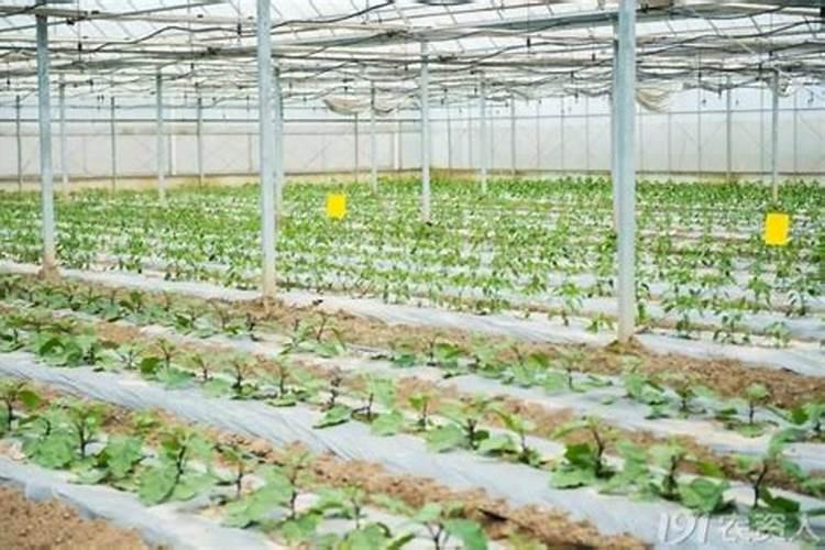 辣椒茄子移栽几天可以施肥