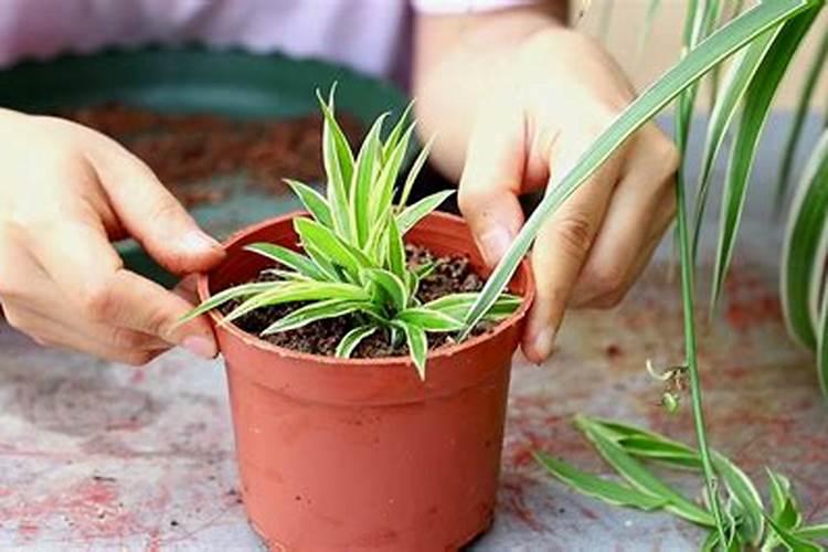 吊篮植物如何施肥