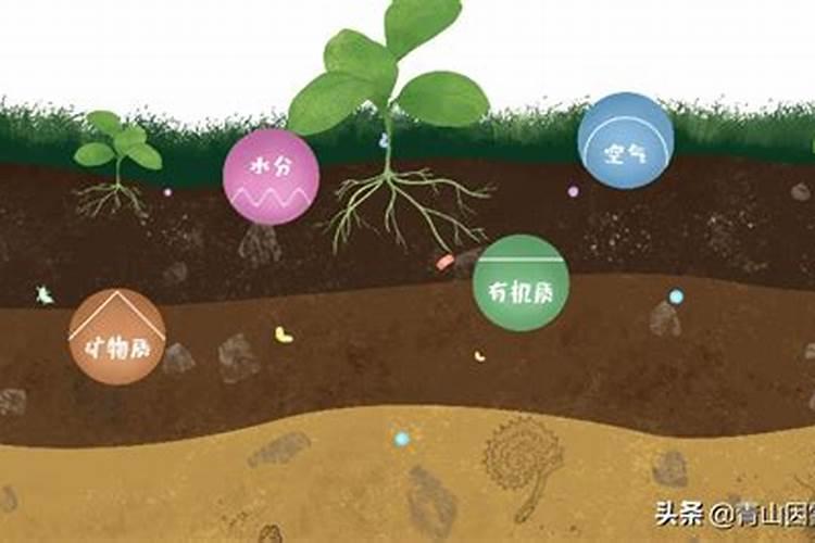 盐碱地如何种植大豆和玉米