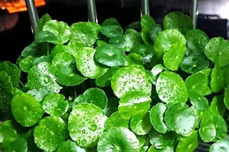 为什么铜钱草叶子发黄怎么办