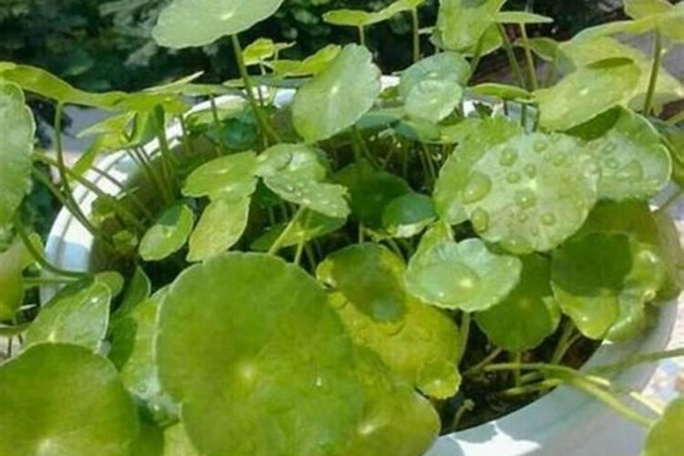 铜钱草为什么发黄