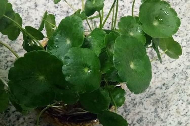 铜钱草黄叶是什么原因