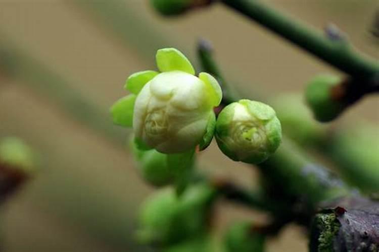 绿梅容易成活吗