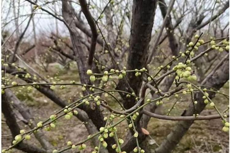 绿梅的养殖方法